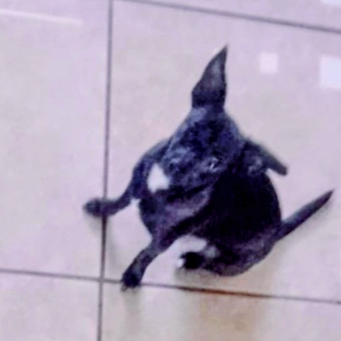 cartel de perro perdido