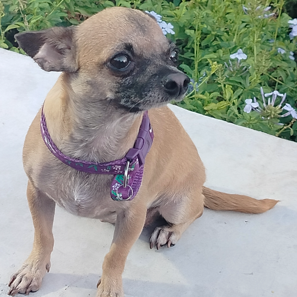 cartel de perro perdido