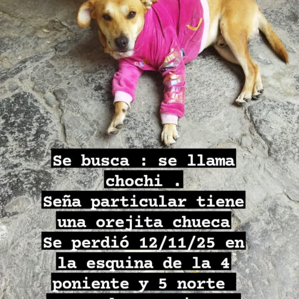 cartel de perro perdido