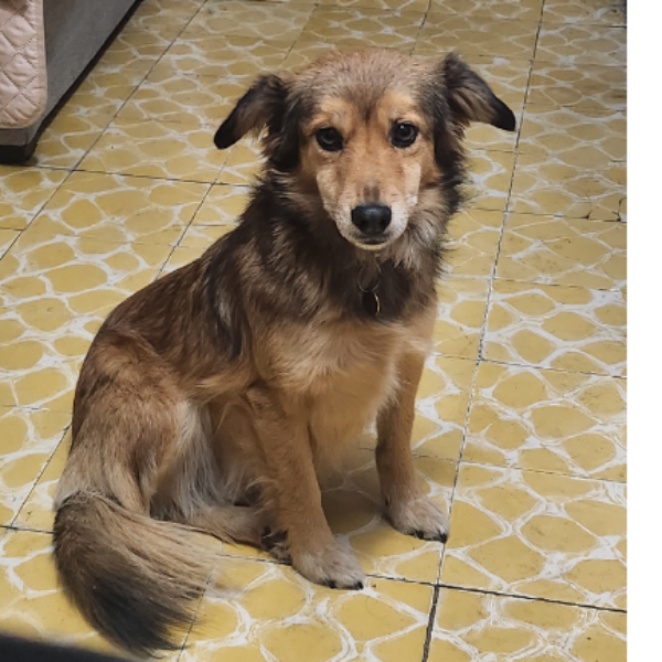 cartel de perro perdido