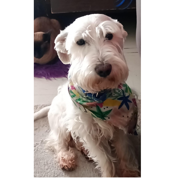 cartel de perro perdido