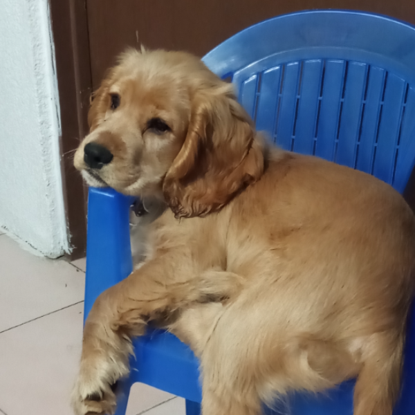 cartel de perro perdido