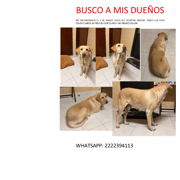 cartel de perro perdido