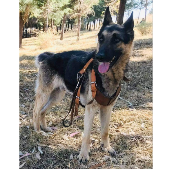 cartel de perro perdido