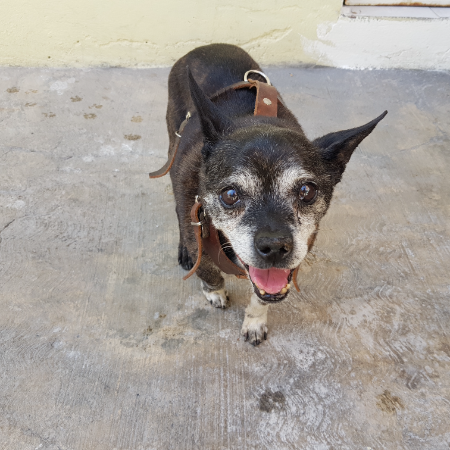 cartel de perro perdido