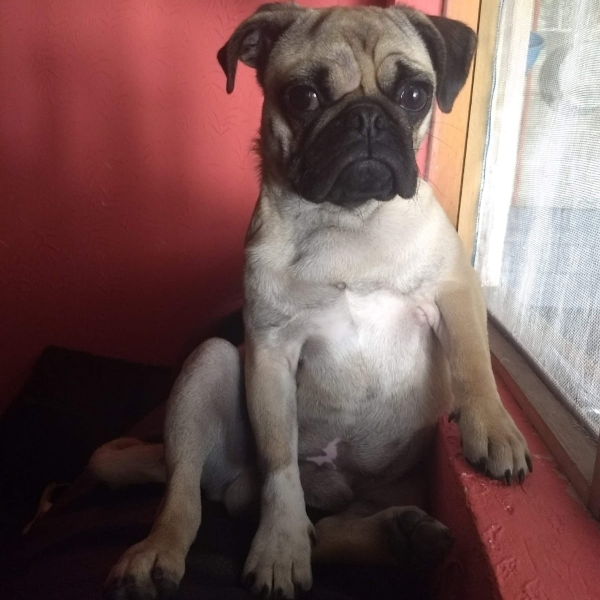 cartel de perro perdido