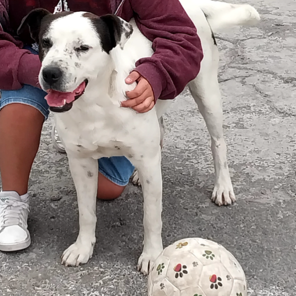 cartel de perro perdido