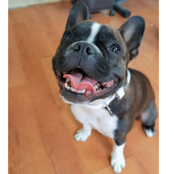 cartel de perro perdido