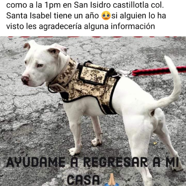 cartel de perro perdido