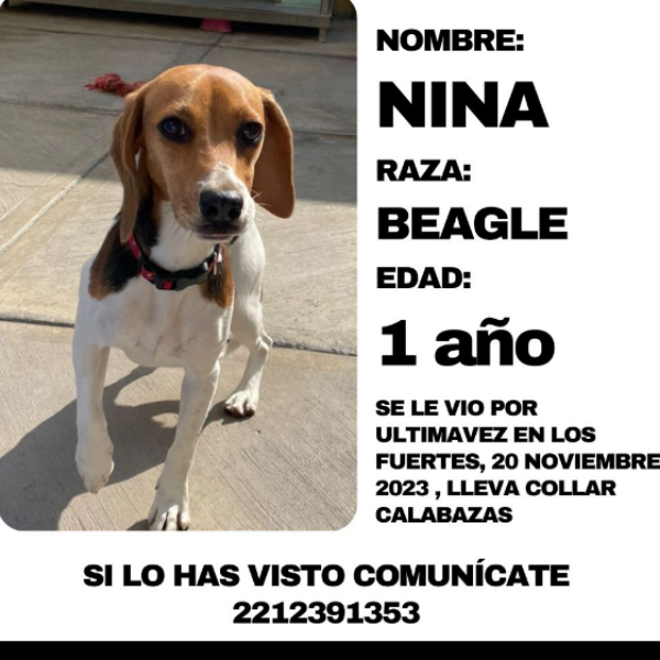 cartel de perro perdido