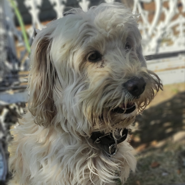 cartel de perro perdido