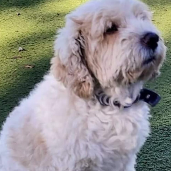 cartel de perro perdido