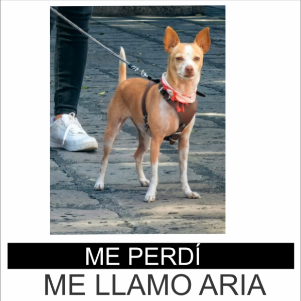 cartel de perro perdido