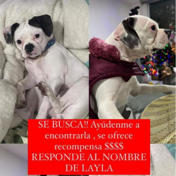 cartel de perro perdido