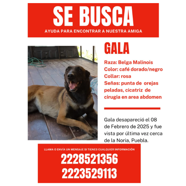 cartel de perro perdido