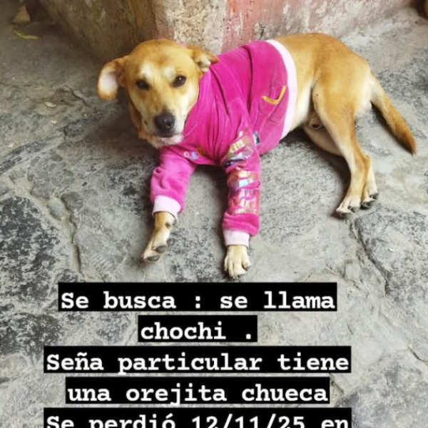 cartel de perro perdido