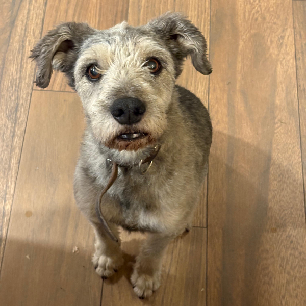 cartel de perro perdido