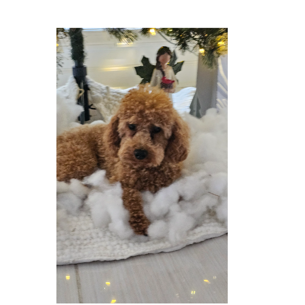 cartel de perro perdido