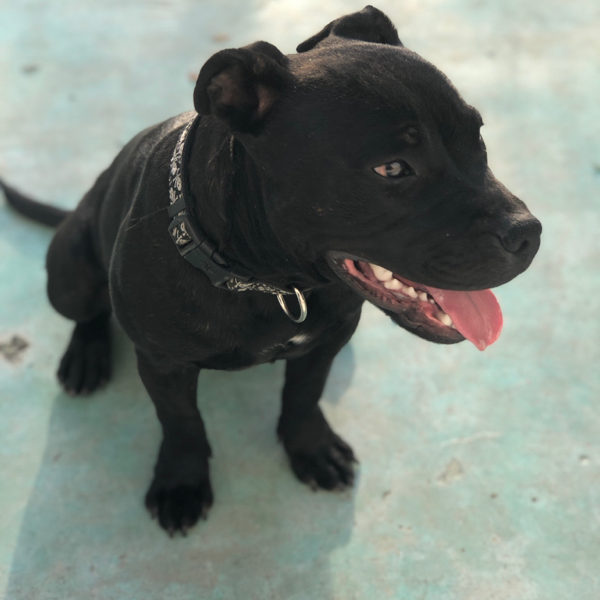 cartel de perro perdido