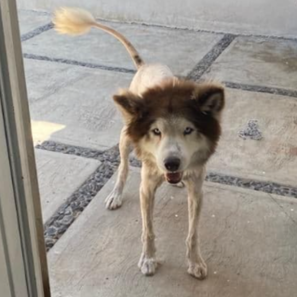 cartel de perro perdido