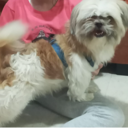 cartel de perro perdido