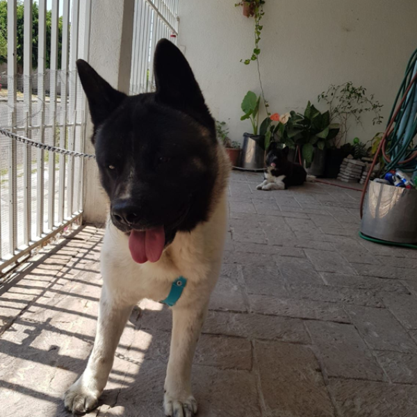 cartel de perro perdido