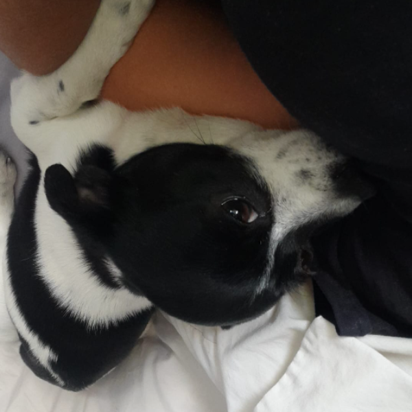 cartel de perro perdido