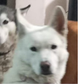 cartel de perro perdido