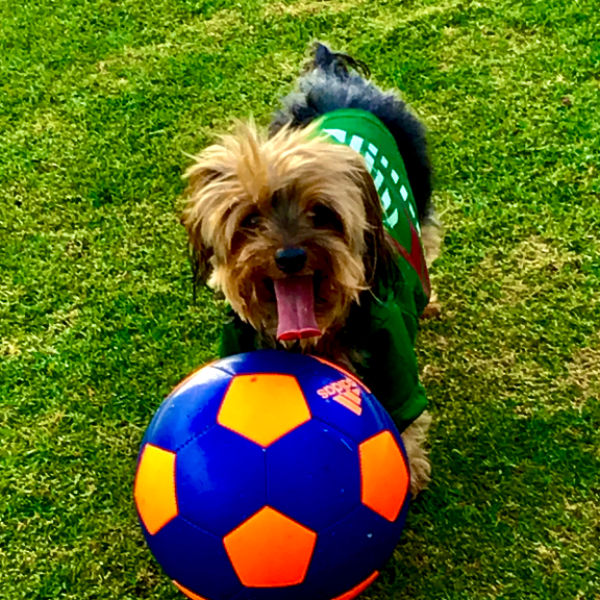 cartel de perro perdido