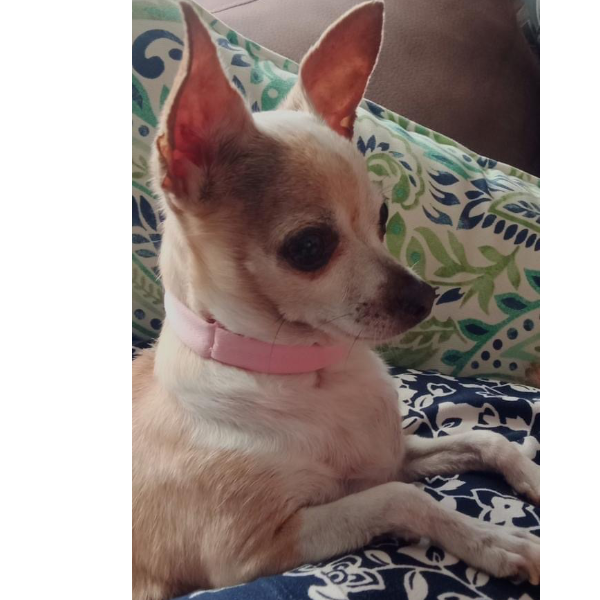 cartel de perro perdido