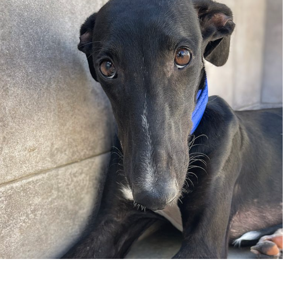 cartel de perro perdido