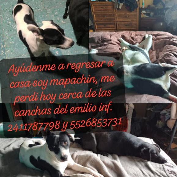 cartel de perro perdido