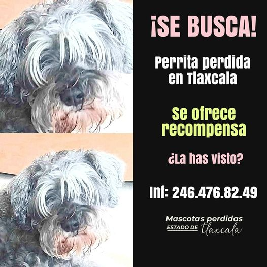 cartel de perro perdido