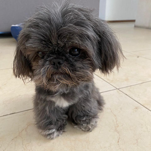 cartel de perro perdido