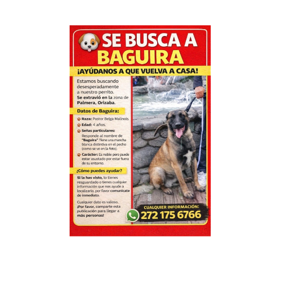 cartel de perro perdido