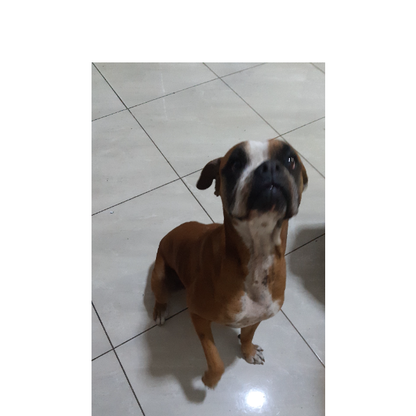 cartel de perro perdido