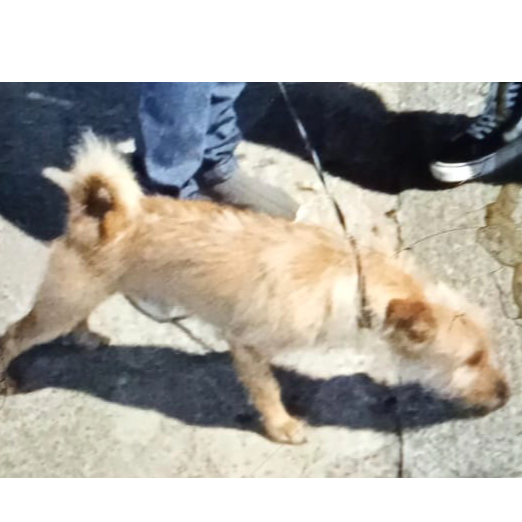 cartel de perro perdido