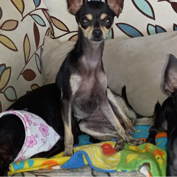 cartel de perro perdido